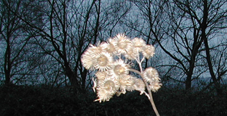 DSCN4157