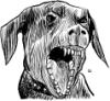 Flarq's dog Narq