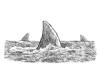 sharks