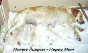 hungrypuppies.jpg