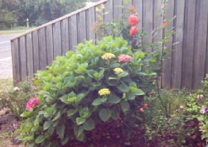 hydrangeadiffcol2xx.jpg