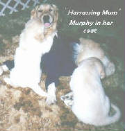 murphyinhercoat.jpg