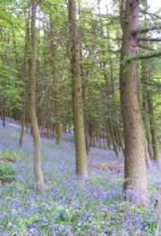 nidderdalebluebells.jpg