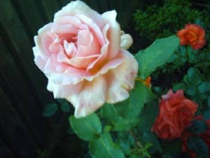 roseeastgardenxx.jpg