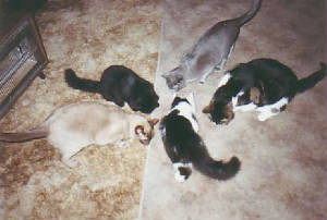 scan10002.jpg