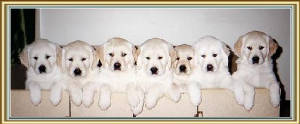 thepuppiesframed.jpg