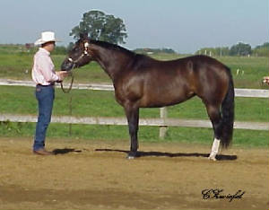 chocolatewinningherclass082006.jpg