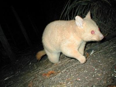 albinopossum.jpg