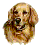 copyofgoldenmurph.gif