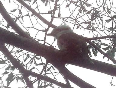 kooka.jpg