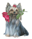yorkieanim.gif