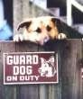 guarddog2.jpg