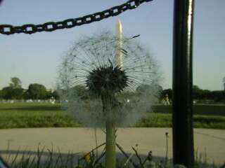 Dandelion and Washington Monument