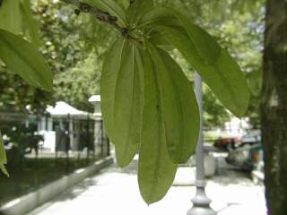 Leaves near Whitehouse, 640x480