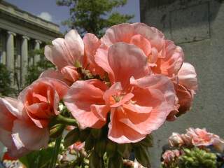 Pink Flower, 1024x768