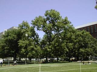 Tree near Whitehouse, unpolarized